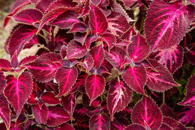 Coleus scutellarioides, kedigiller (Lamiaceae) familyasından bir bitki türü. 