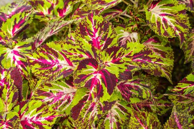 Coleus scutellarioides, kedigiller (Lamiaceae) familyasından bir bitki türü. 