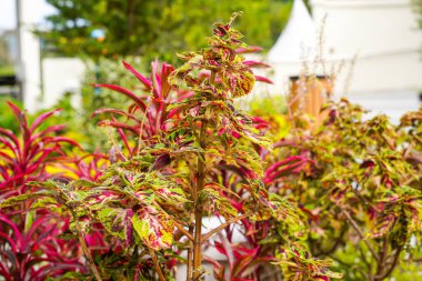 Coleus scutellarioides, kedigiller (Lamiaceae) familyasından bir bitki türü. 