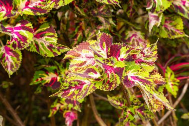 Coleus scutellarioides, kedigiller (Lamiaceae) familyasından bir bitki türü. 