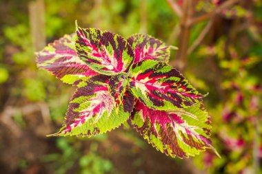Coleus scutellarioides, kedigiller (Lamiaceae) familyasından bir bitki türü. 