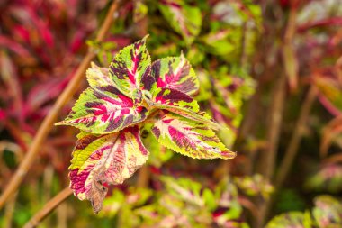 Coleus scutellarioides, kedigiller (Lamiaceae) familyasından bir bitki türü. 