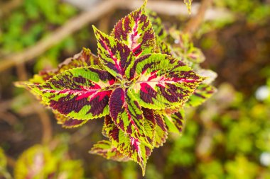 Coleus scutellarioides, kedigiller (Lamiaceae) familyasından bir bitki türü. 
