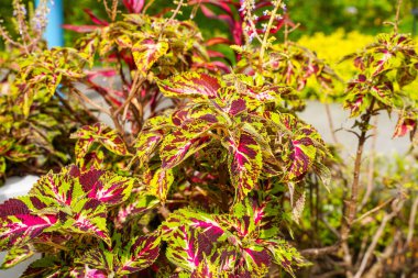 Coleus scutellarioides, kedigiller (Lamiaceae) familyasından bir bitki türü. 