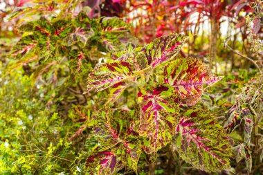 Coleus scutellarioides, kedigiller (Lamiaceae) familyasından bir bitki türü. 