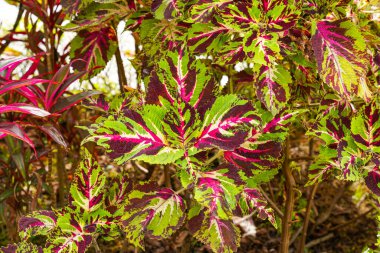 Coleus scutellarioides, kedigiller (Lamiaceae) familyasından bir bitki türü. 