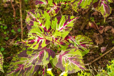Coleus scutellarioides, kedigiller (Lamiaceae) familyasından bir bitki türü. 