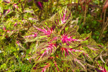 Coleus scutellarioides, kedigiller (Lamiaceae) familyasından bir bitki türü. 