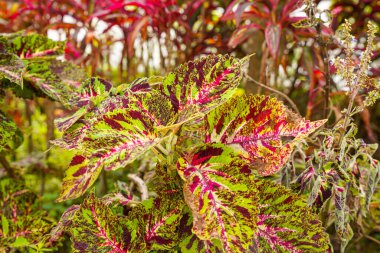 Coleus scutellarioides, kedigiller (Lamiaceae) familyasından bir bitki türü. 