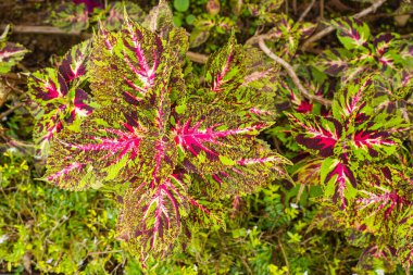 Coleus scutellarioides, kedigiller (Lamiaceae) familyasından bir bitki türü. 
