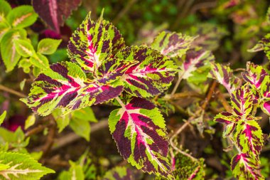 Coleus scutellarioides, kedigiller (Lamiaceae) familyasından bir bitki türü. 
