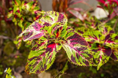 Coleus scutellarioides, kedigiller (Lamiaceae) familyasından bir bitki türü. 