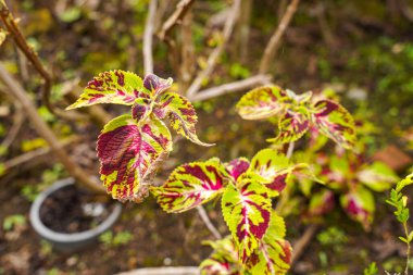 Coleus scutellarioides, kedigiller (Lamiaceae) familyasından bir bitki türü. 