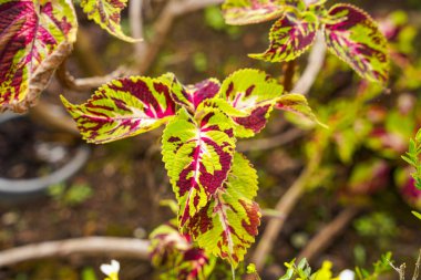 Coleus scutellarioides, kedigiller (Lamiaceae) familyasından bir bitki türü. 
