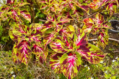 Coleus scutellarioides, kedigiller (Lamiaceae) familyasından bir bitki türü. 