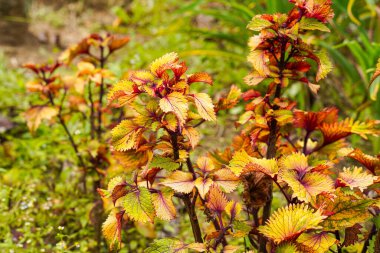 Coleus scutellarioides, kedigiller (Lamiaceae) familyasından bir bitki türü. 