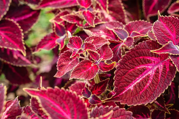 Coleus scutellarioides, kedigiller (Lamiaceae) familyasından bir bitki türü. 