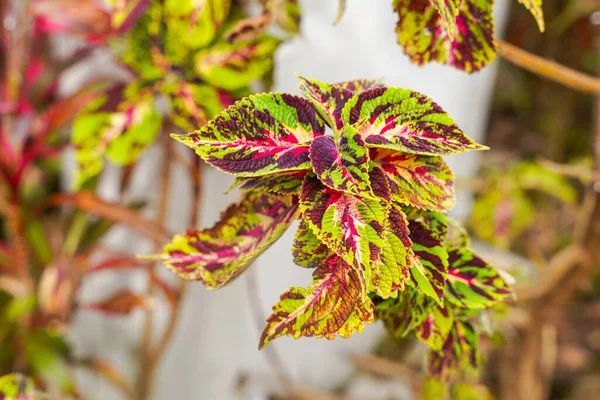 Coleus scutellarioides, kedigiller (Lamiaceae) familyasından bir bitki türü. 