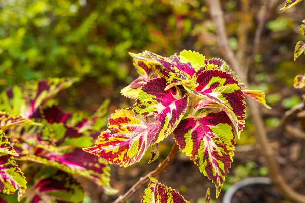 Coleus scutellarioides, kedigiller (Lamiaceae) familyasından bir bitki türü. 
