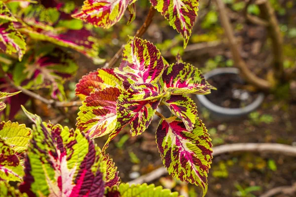 Coleus scutellarioides, kedigiller (Lamiaceae) familyasından bir bitki türü. 