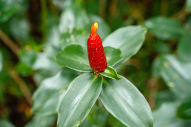 Costus spicatus, Costaceae familyasından bir bitki türüdür (