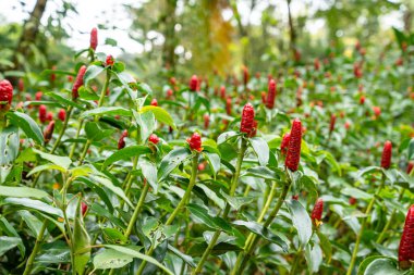 Costus spicatus, Costaceae familyasından bir bitki türüdür (