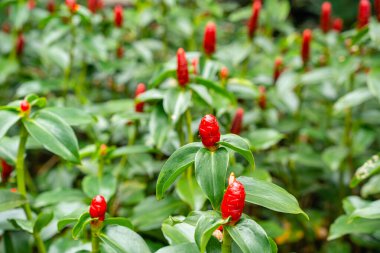 Costus spicatus, Costaceae familyasından bir bitki türüdür (