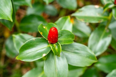 Costus spicatus, Costaceae familyasından bir bitki türüdür (