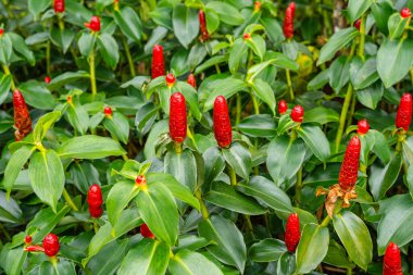 Costus spicatus, Costaceae familyasından bir bitki türüdür (