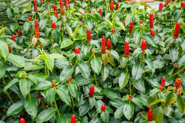 Costus spicatus, Costaceae familyasından bir bitki türüdür (