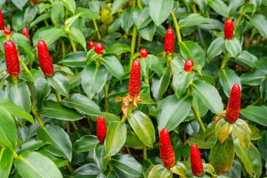 Costus spicatus, Costaceae familyasından bir bitki türüdür (