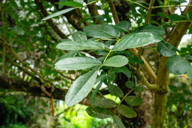 Kigelia, Bignoniaceae familyasından bir bitki cinsidir. Cins, tropikal Afrika genelinde meydana gelen sadece bir tür olan Kigelia africana 'dan oluşur..