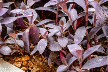 Tradescantia pallida, T. fluminensis ve T. zebrina 'ya benzeyen bir örümcek otu türüdür..