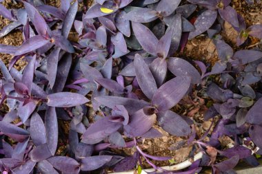 Tradescantia pallida, T. fluminensis ve T. zebrina 'ya benzeyen bir örümcek otu türüdür..