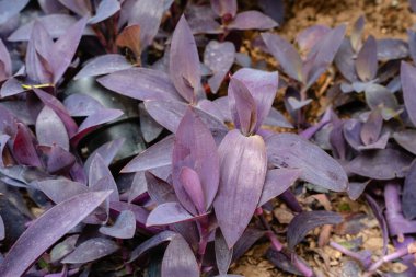 Tradescantia pallida, T. fluminensis ve T. zebrina 'ya benzeyen bir örümcek otu türüdür..