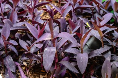 Tradescantia pallida, T. fluminensis ve T. zebrina 'ya benzeyen bir örümcek otu türüdür..