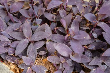 Tradescantia pallida, T. fluminensis ve T. zebrina 'ya benzeyen bir örümcek otu türüdür..