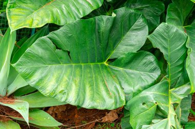 Alocasia macrorrhizos, Araceae familyasından bir bitki türü. Yaygın isimler arasında dev taro, maymun, dev alocasia, biga ve pia yer alıyor..