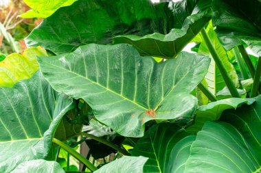 Alocasia macrorrhizos, Araceae familyasından bir bitki türü. Yaygın isimler arasında dev taro, maymun, dev alocasia, biga ve pia yer alıyor..