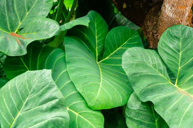 Alocasia macrorrhizos, Araceae familyasından bir bitki türü. Yaygın isimler arasında dev taro, maymun, dev alocasia, biga ve pia yer alıyor..