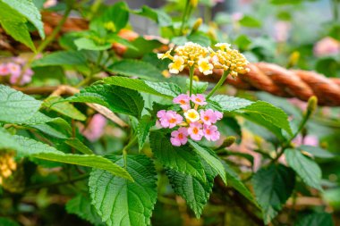 Lantana camara, verbena familyasından bir bitki türüdür (Verbenaceae).),