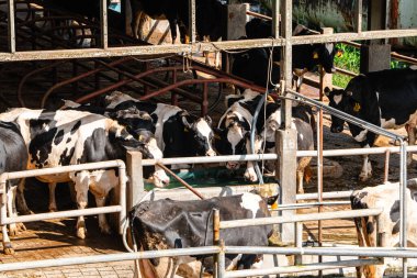 Süt inekleri süt alma sürecinde. tarım endüstrisi, çiftçilik ve hayvancılık kavramı - inek çiftliğinde saman yiyen inek sürüsü