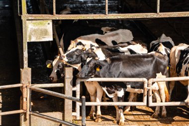 Süt inekleri süt alma sürecinde. tarım endüstrisi, çiftçilik ve hayvancılık kavramı - inek çiftliğinde saman yiyen inek sürüsü