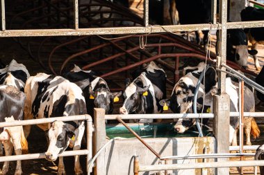 Süt inekleri süt alma sürecinde. tarım endüstrisi, çiftçilik ve hayvancılık kavramı - inek çiftliğinde saman yiyen inek sürüsü