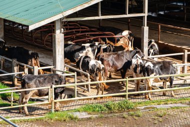 Süt inekleri süt alma sürecinde. tarım endüstrisi, çiftçilik ve hayvancılık kavramı - inek çiftliğinde saman yiyen inek sürüsü