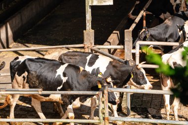 Süt inekleri süt alma sürecinde. tarım endüstrisi, çiftçilik ve hayvancılık kavramı - inek çiftliğinde saman yiyen inek sürüsü
