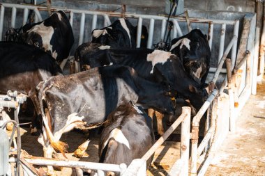 Süt inekleri süt alma sürecinde. tarım endüstrisi, çiftçilik ve hayvancılık kavramı - inek çiftliğinde saman yiyen inek sürüsü