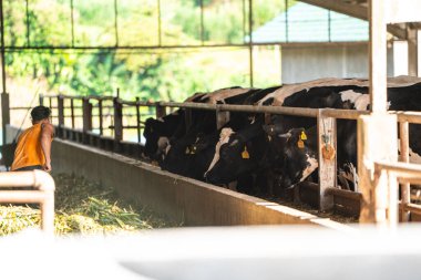 Süt inekleri süt alma sürecinde. tarım endüstrisi, çiftçilik ve hayvancılık kavramı - inek çiftliğinde saman yiyen inek sürüsü