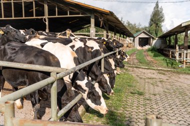 Süt inekleri süt alma sürecinde. tarım endüstrisi, çiftçilik ve hayvancılık kavramı - inek çiftliğinde saman yiyen inek sürüsü
