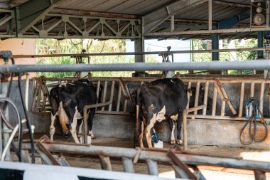 Süt inekleri süt alma sürecinde. tarım endüstrisi, çiftçilik ve hayvancılık kavramı - inek çiftliğinde saman yiyen inek sürüsü